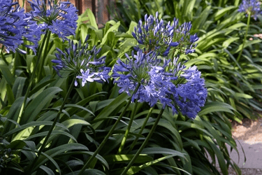 Des images de diff�rentes plantes